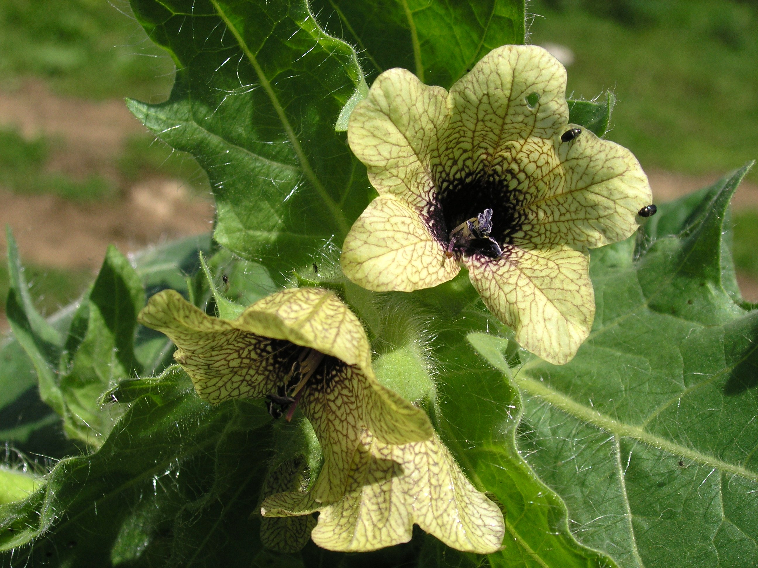 Black Henbane photo 5