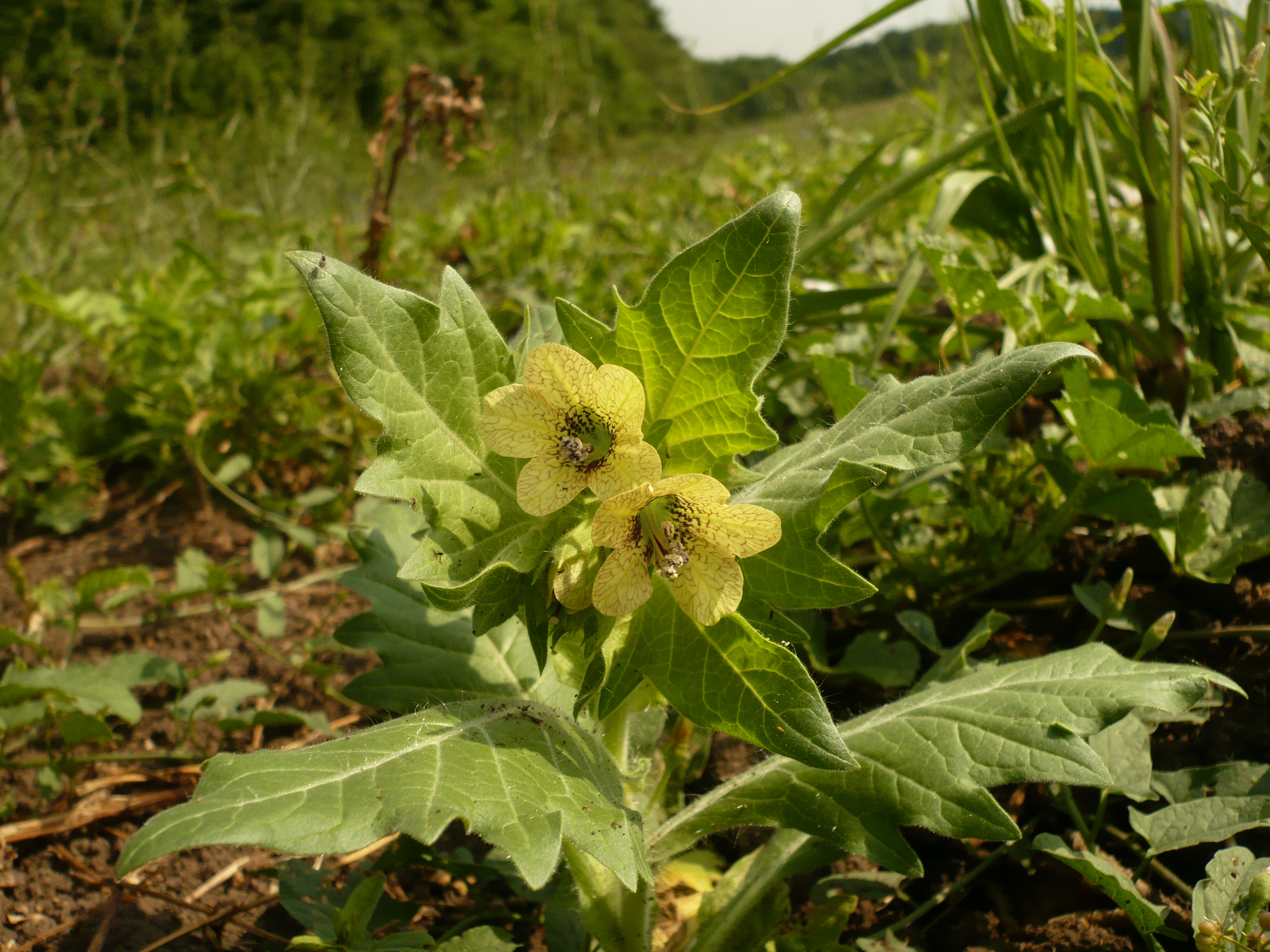 Black Henbane photo 7