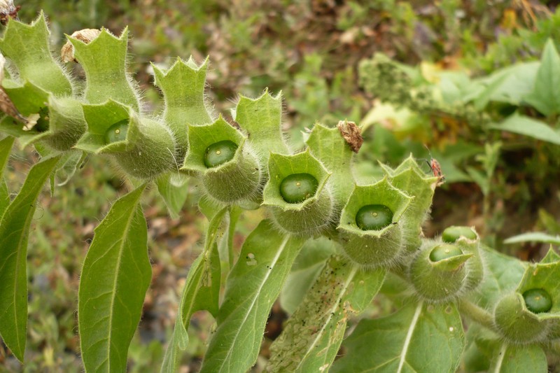 Black Henbane photo 8