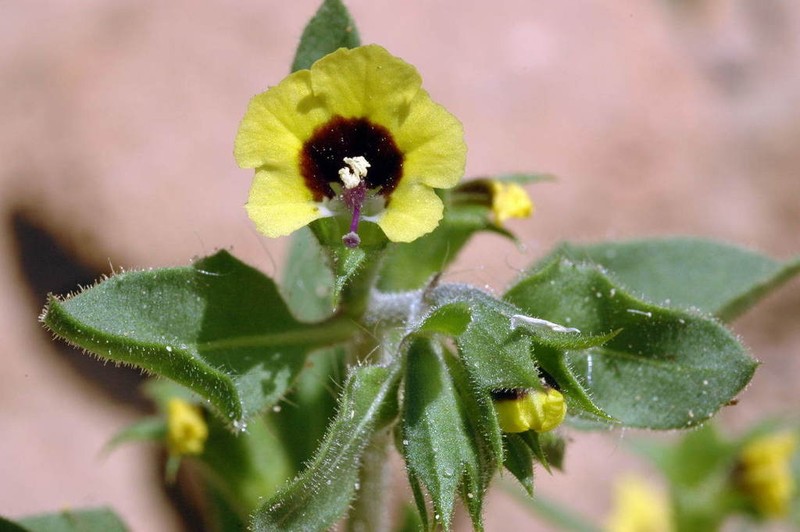 Hyoscyamus pusillus photo 3