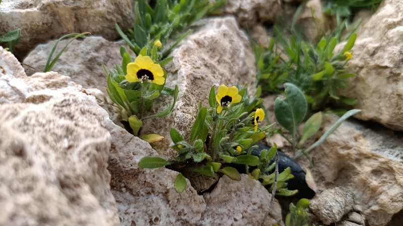 Hyoscyamus pusillus photo 4