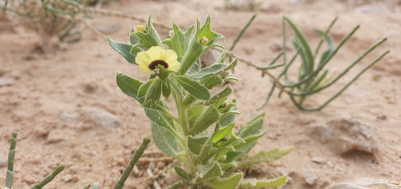Hyoscyamus pusillus photo 5