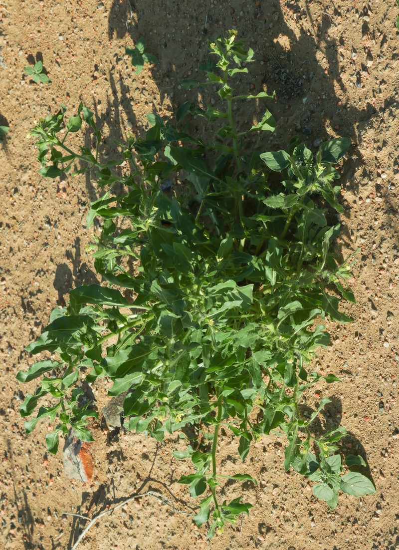 Hyoscyamus pusillus photo 6