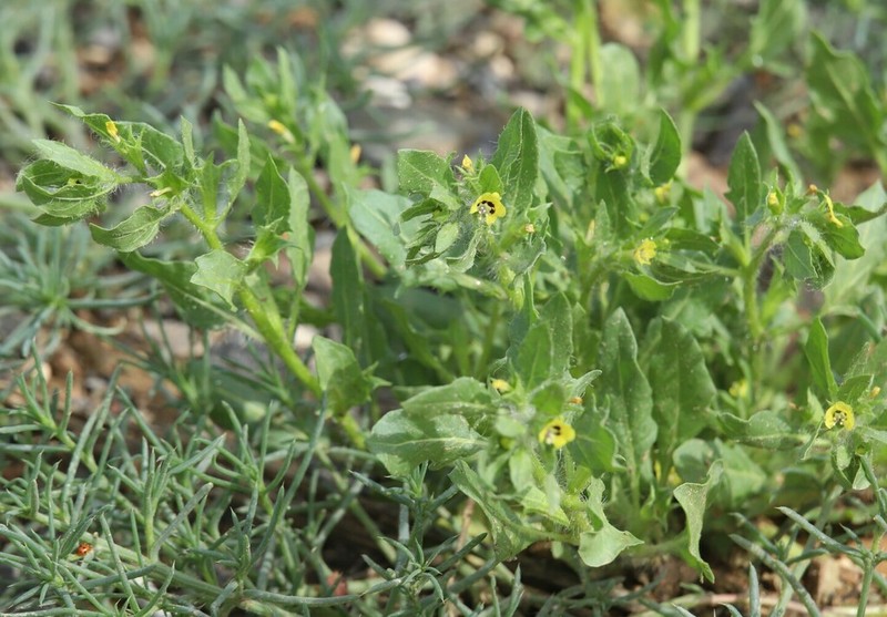 Hyoscyamus pusillus photo 7