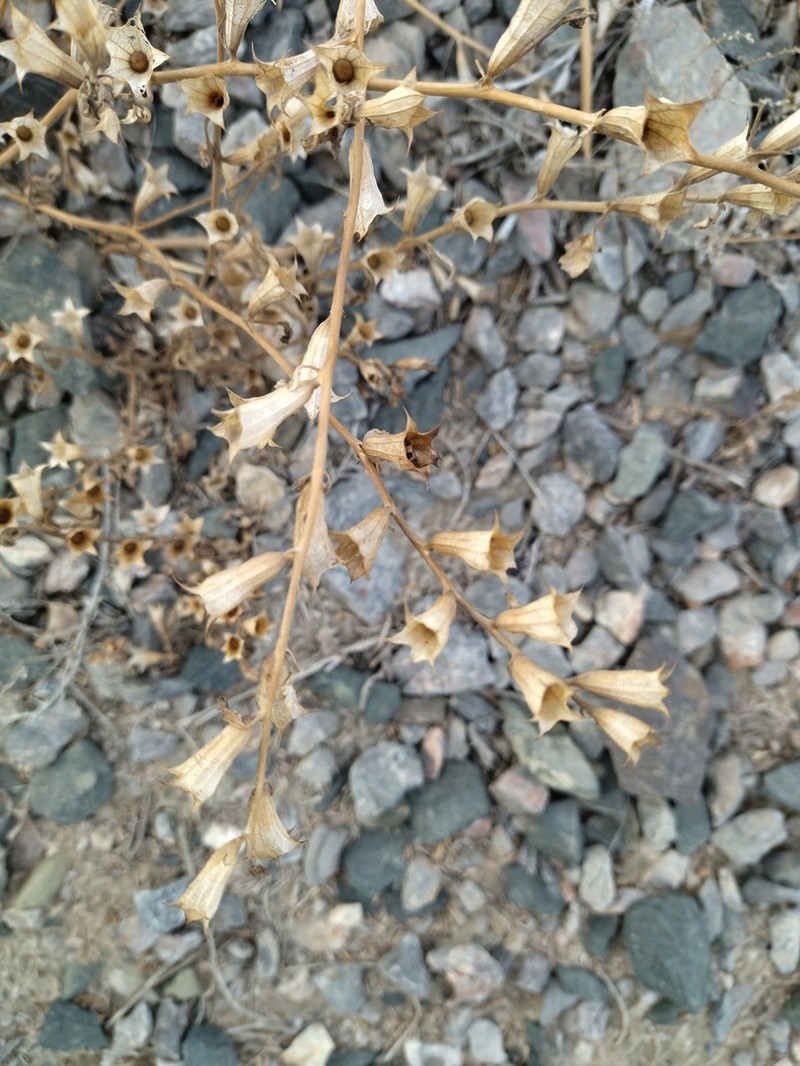 Hyoscyamus pusillus photo 8