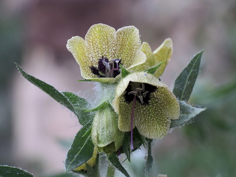 Hyoscyamus reticulatus photo 6