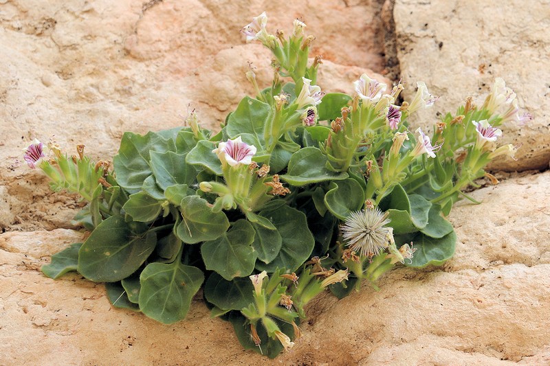 Hyoscyamus rosularis