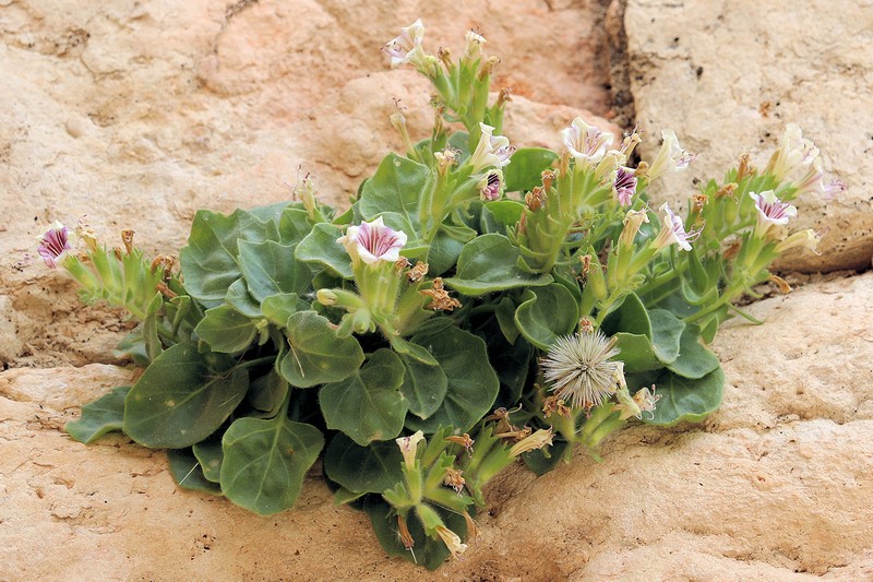 Hyoscyamus rosularis photo 3