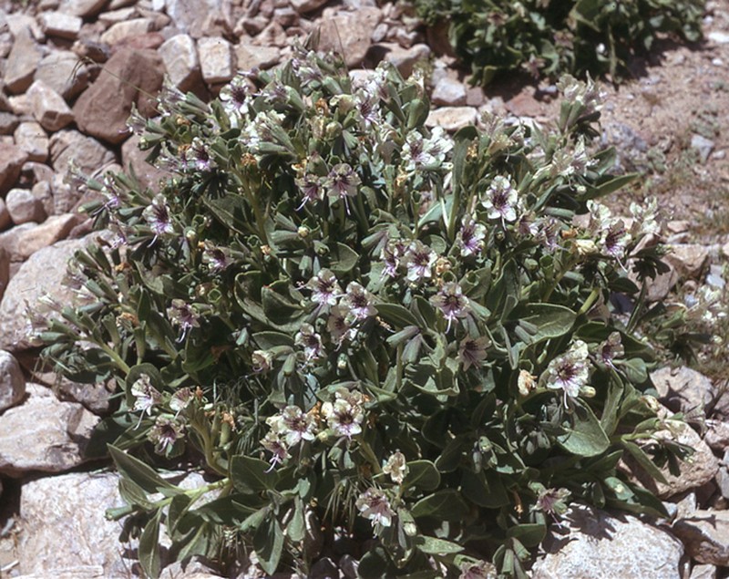Hyoscyamus rosularis photo 4