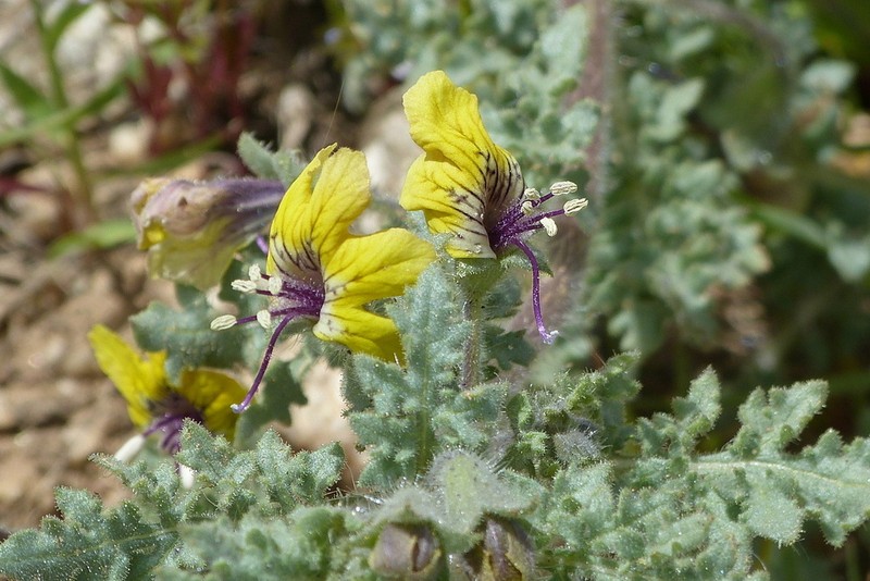 Hyoscyamus senecionis