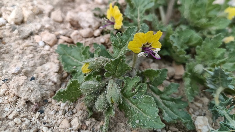 Hyoscyamus senecionis photo 2