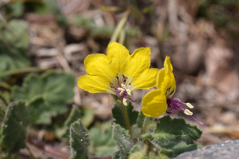 Hyoscyamus senecionis photo 3
