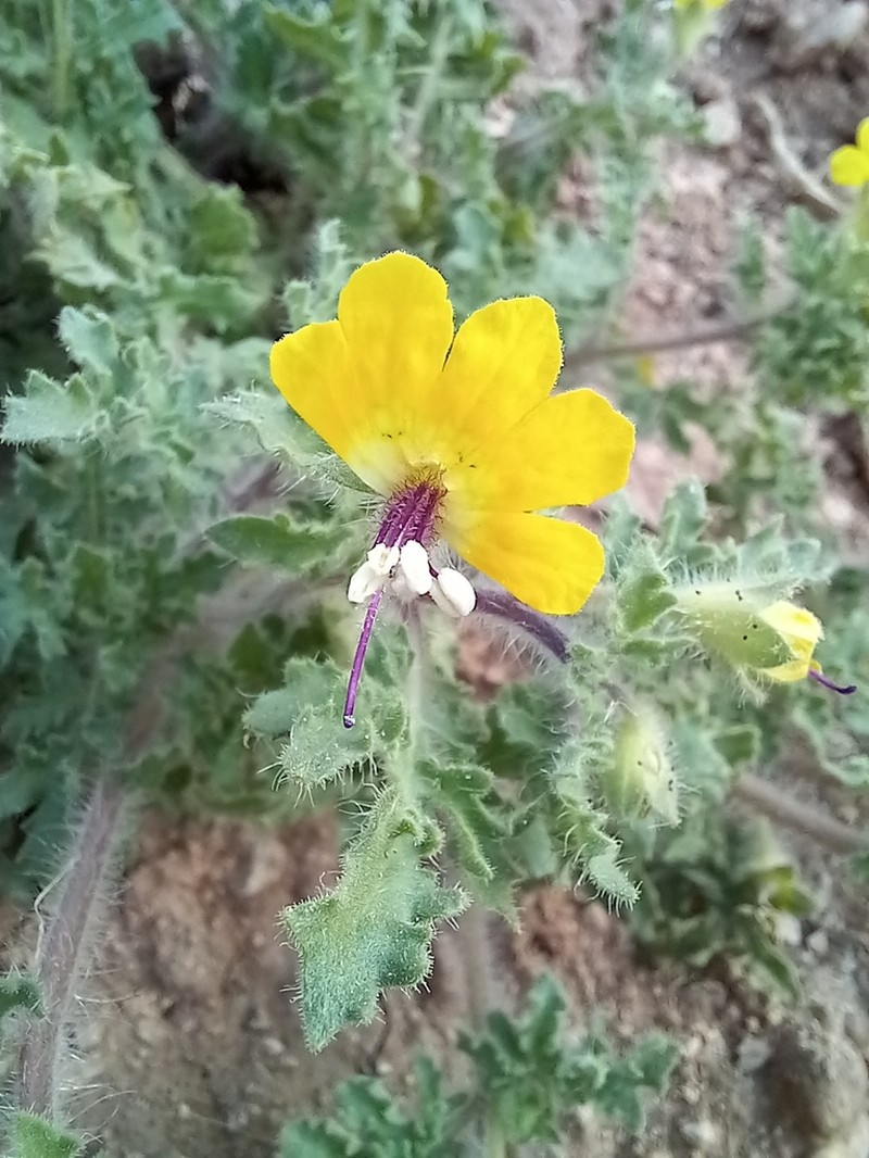 Hyoscyamus senecionis photo 4