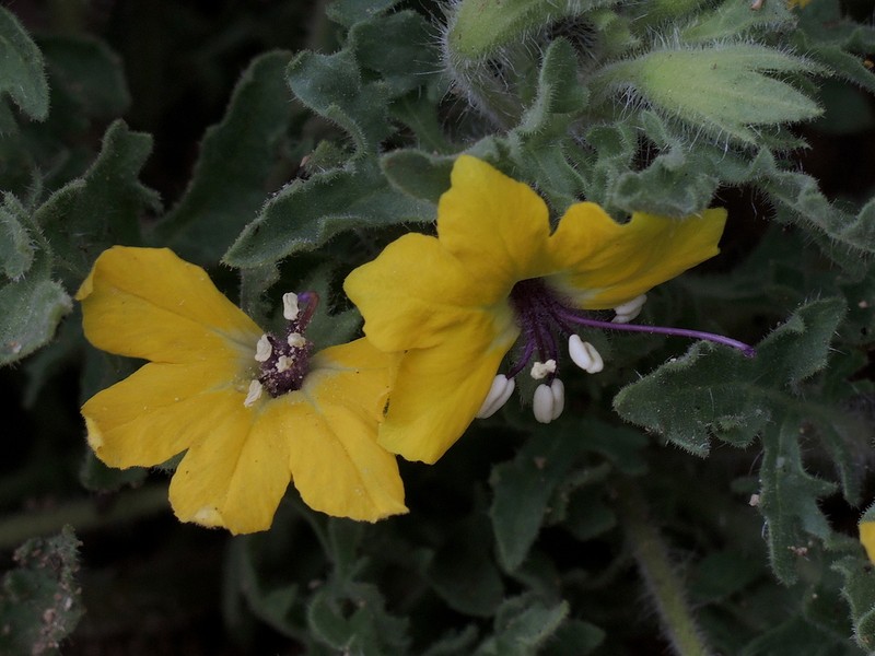 Hyoscyamus senecionis photo 5