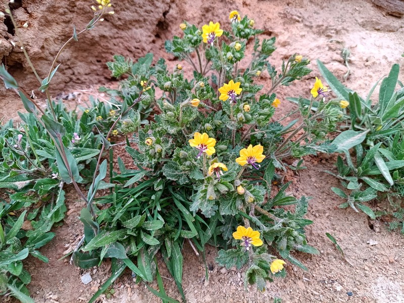 Hyoscyamus senecionis photo 6