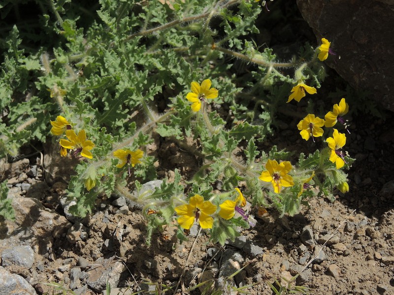 Hyoscyamus senecionis photo 7