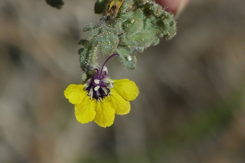 Hyoscyamus senecionis photo 8