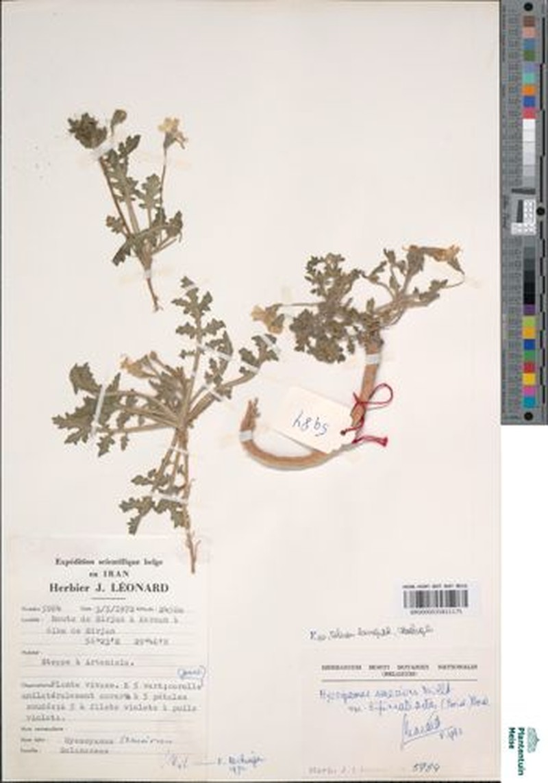 Hyoscyamus senecionis var. bipinnatisectus
