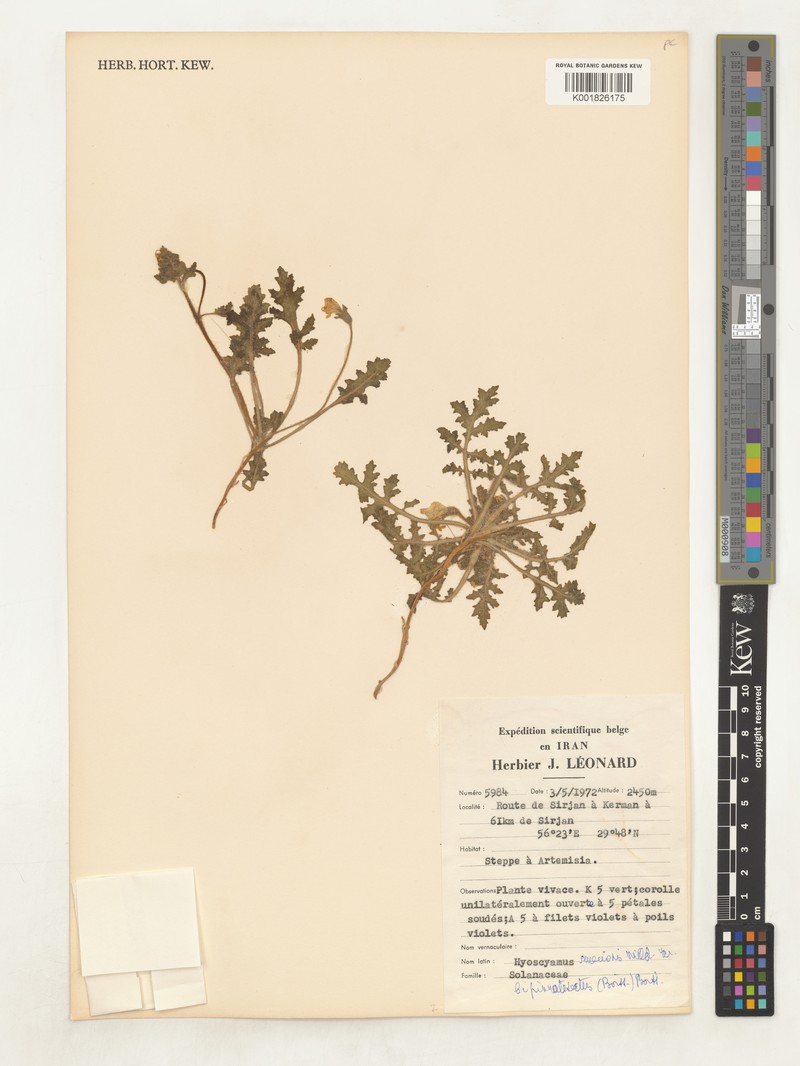 Hyoscyamus senecionis var. bipinnatisectus photo 2