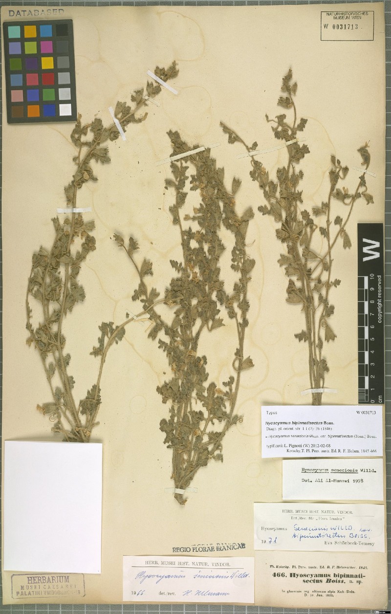 Hyoscyamus senecionis var. bipinnatisectus photo 3