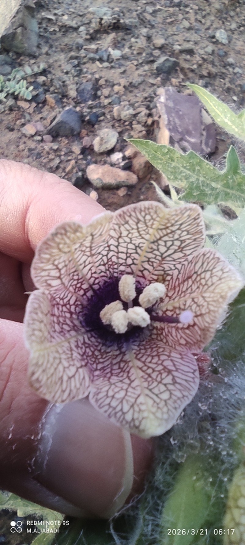 Hyoscyamus squarrosus photo 2