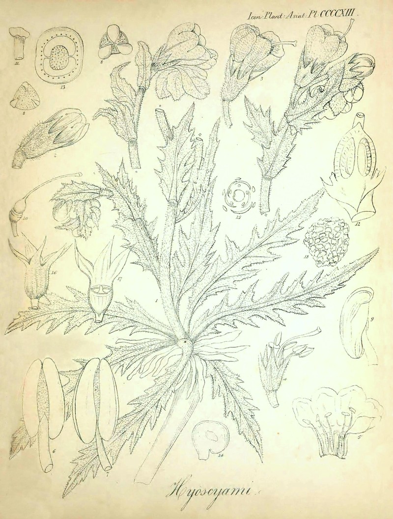Hyoscyamus squarrosus