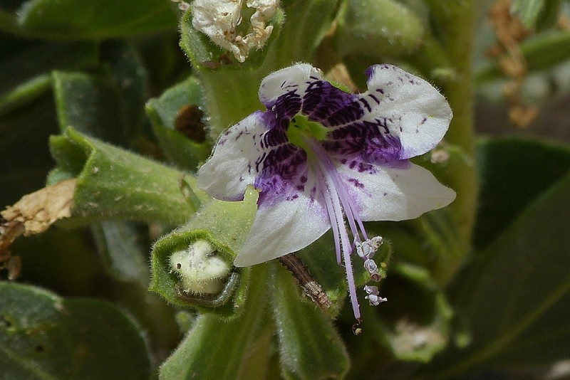 Hyoscyamus tenuicaulis
