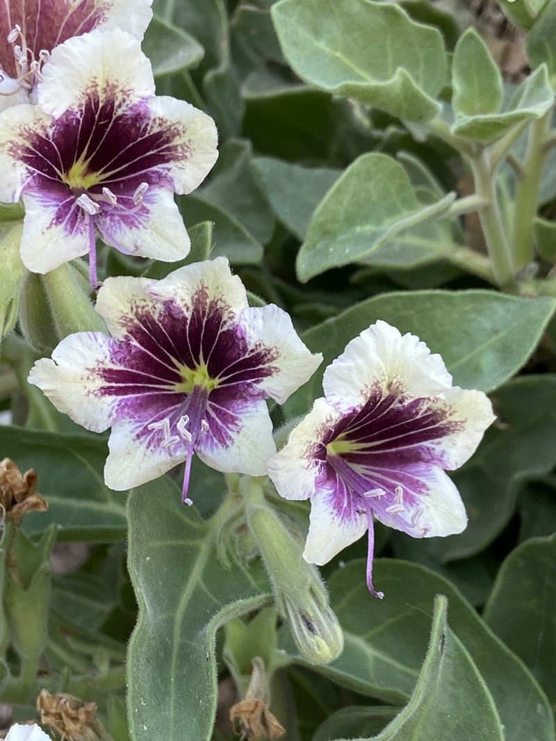 Hyoscyamus tenuicaulis photo 2