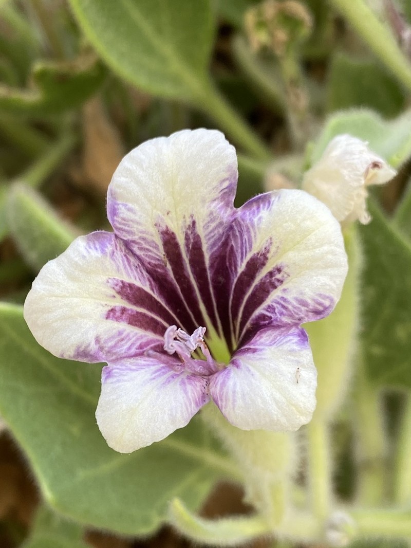 Hyoscyamus tenuicaulis photo 3