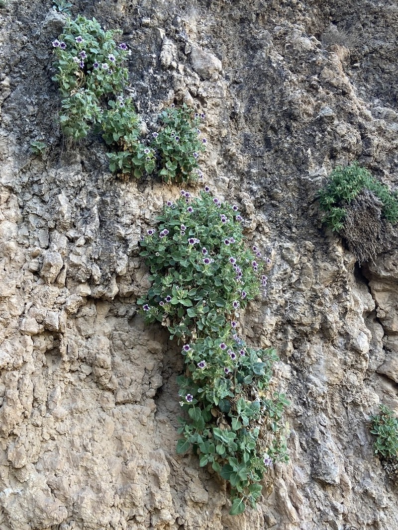 Hyoscyamus tenuicaulis photo 4