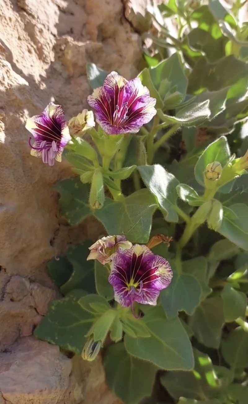 Hyoscyamus tenuicaulis photo 5