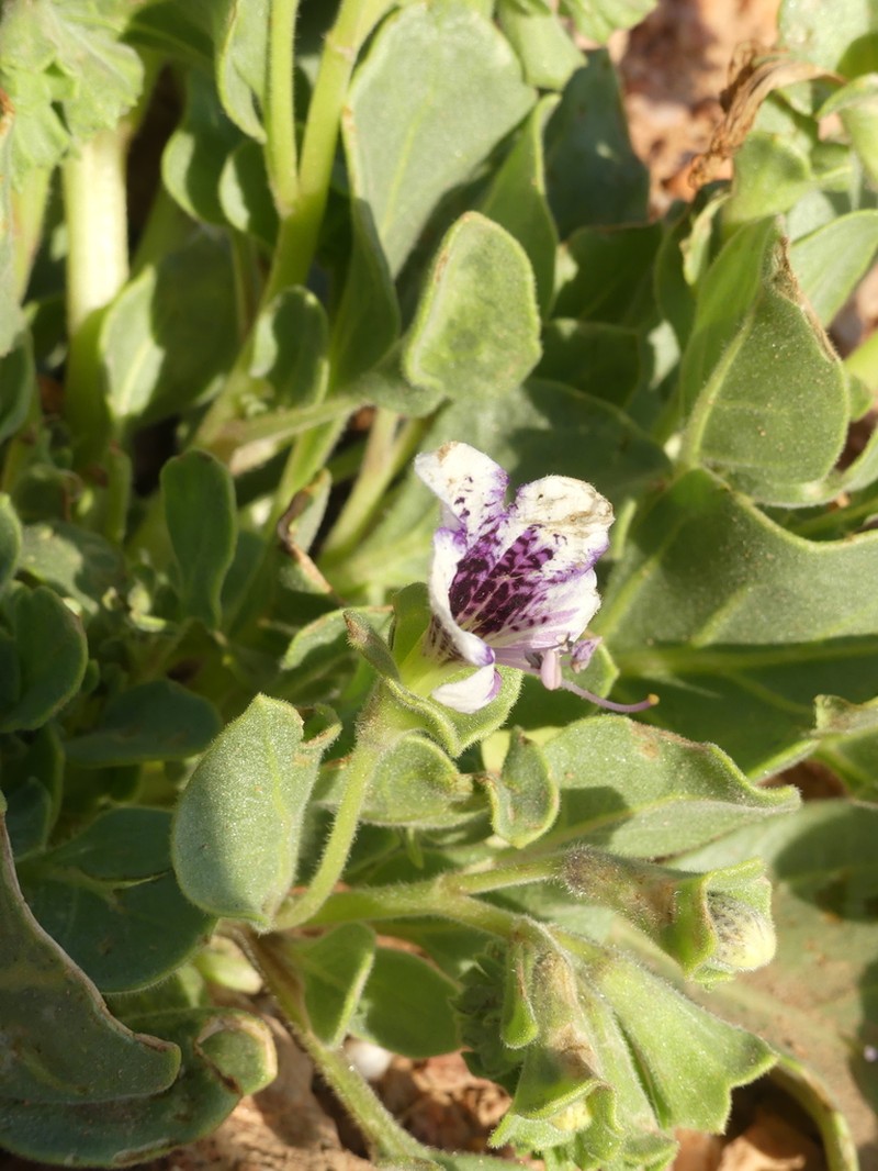 Hyoscyamus tenuicaulis photo 6