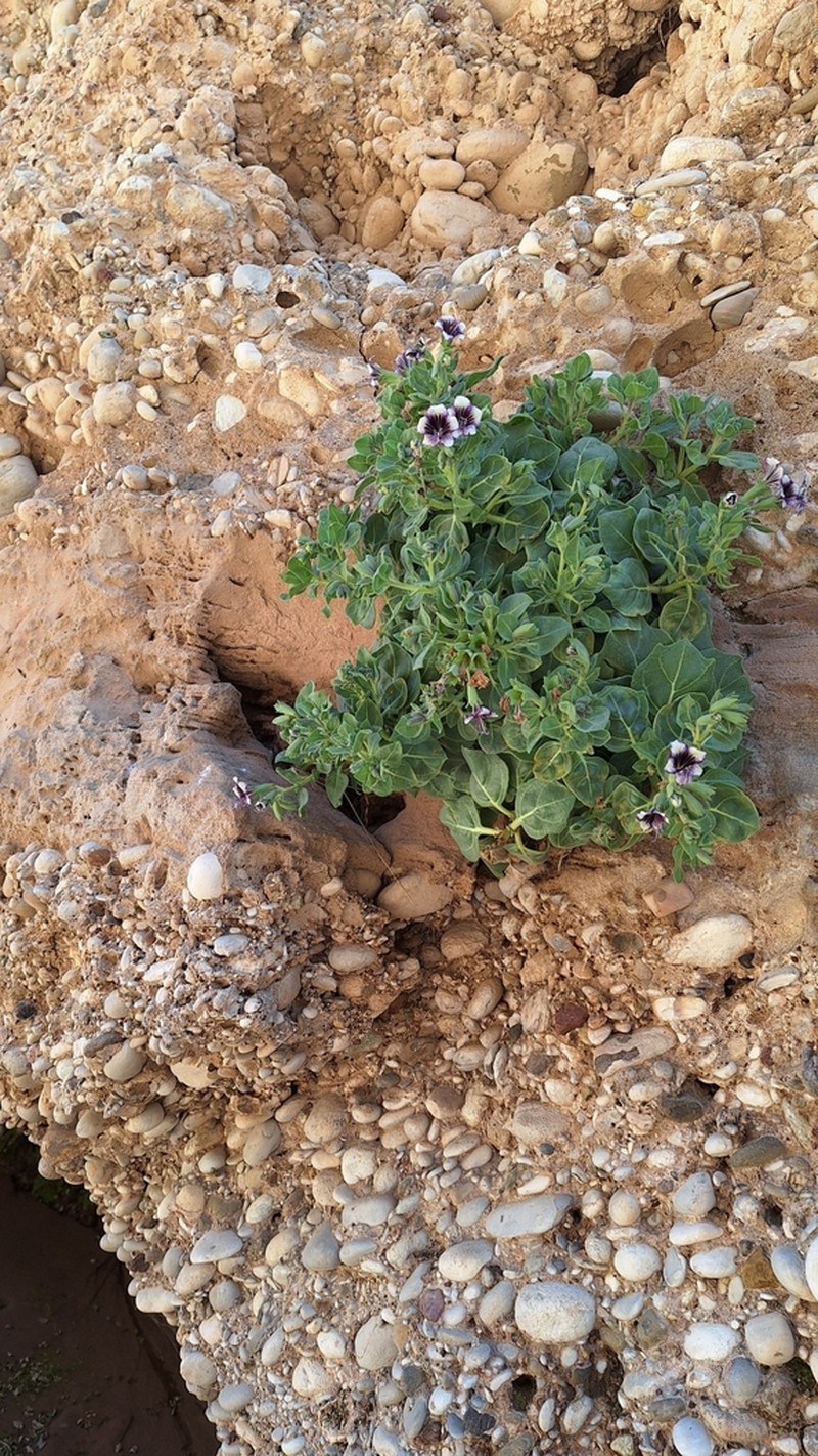 Hyoscyamus tenuicaulis photo 7