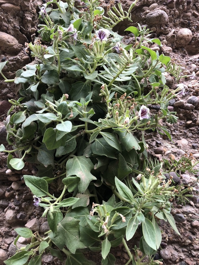 Hyoscyamus tenuicaulis photo 8