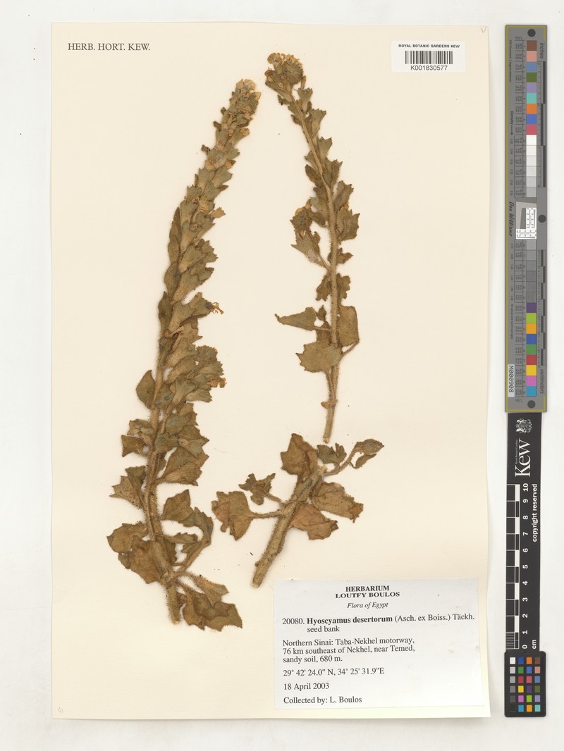 Hyoscyamus tibesticus