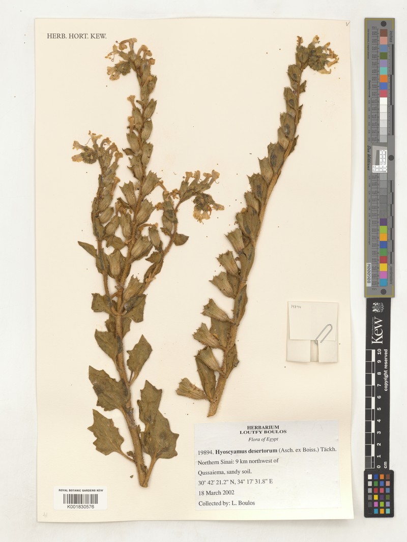 Hyoscyamus tibesticus photo 2