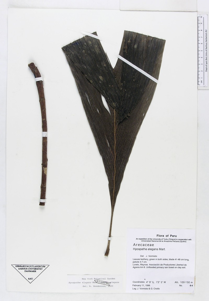 Hyospathe elegans subsp. elegans