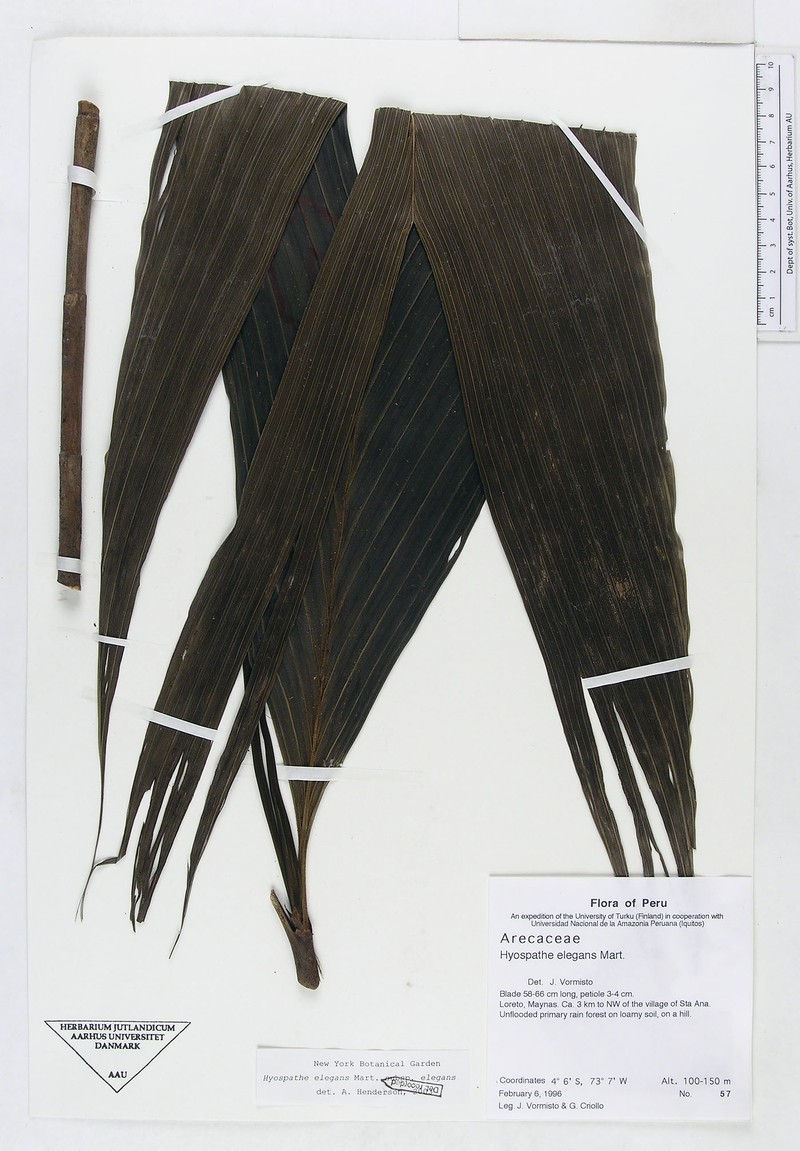 Hyospathe elegans subsp. elegans photo 2