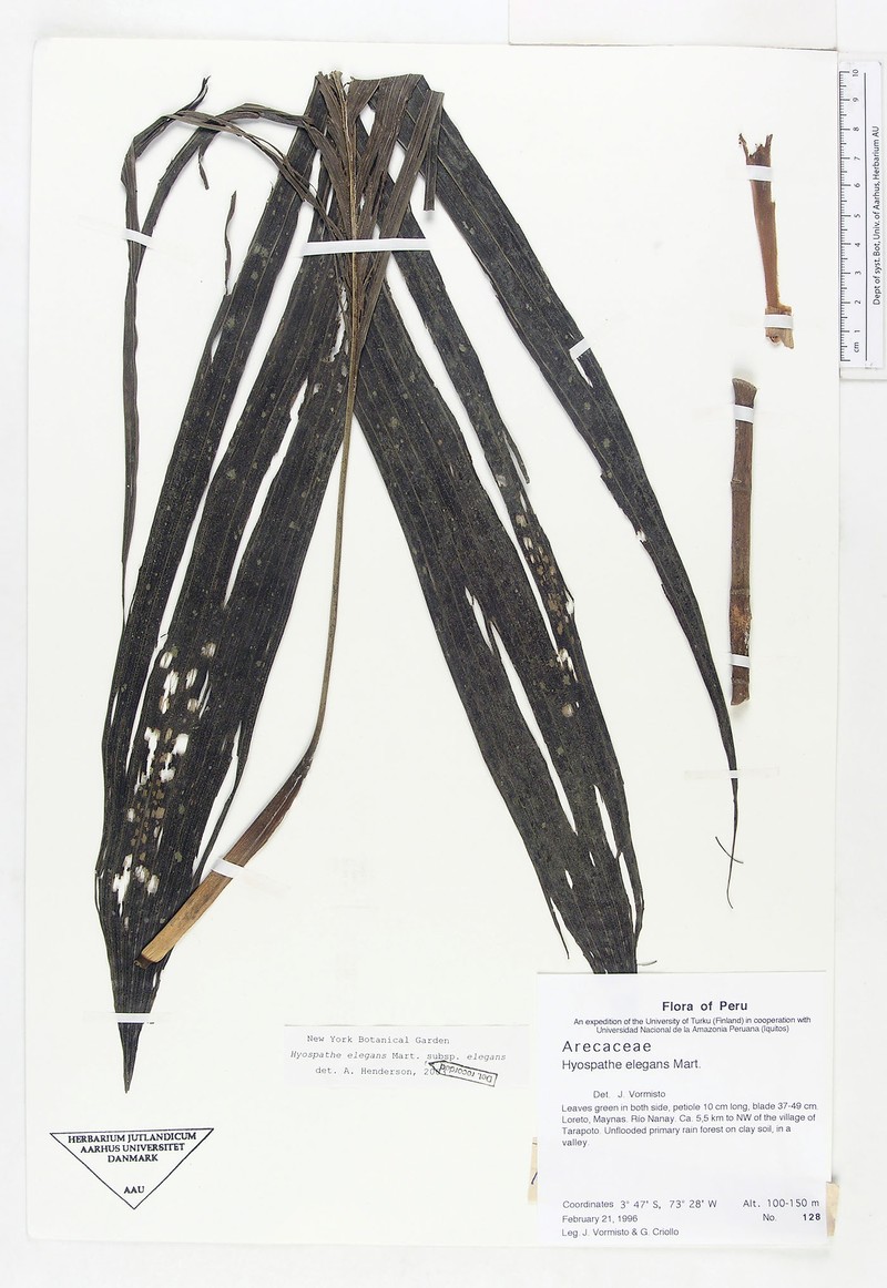 Hyospathe elegans subsp. elegans photo 4