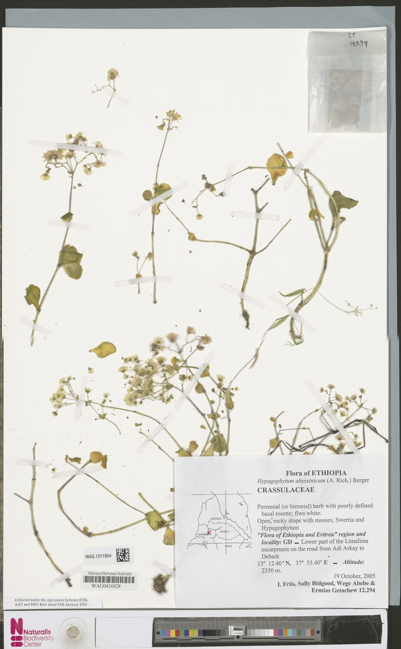 Hypagophytum abyssinicum