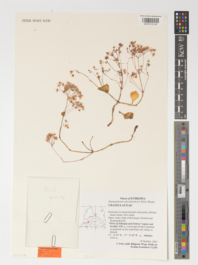 Hypagophytum abyssinicum photo 2