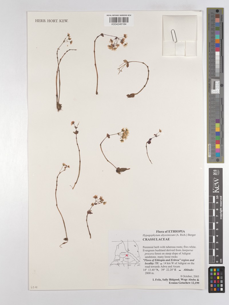 Hypagophytum abyssinicum photo 3