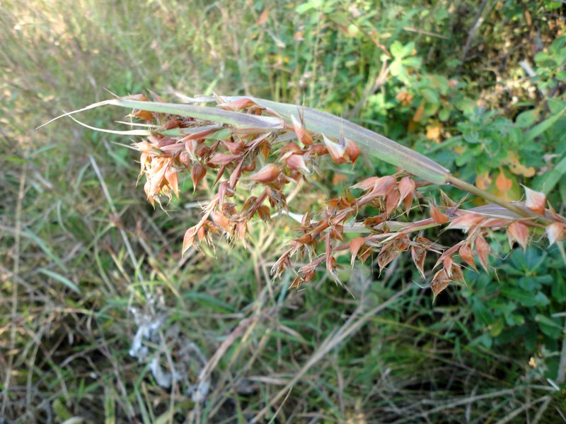 Boat Thatching Grass