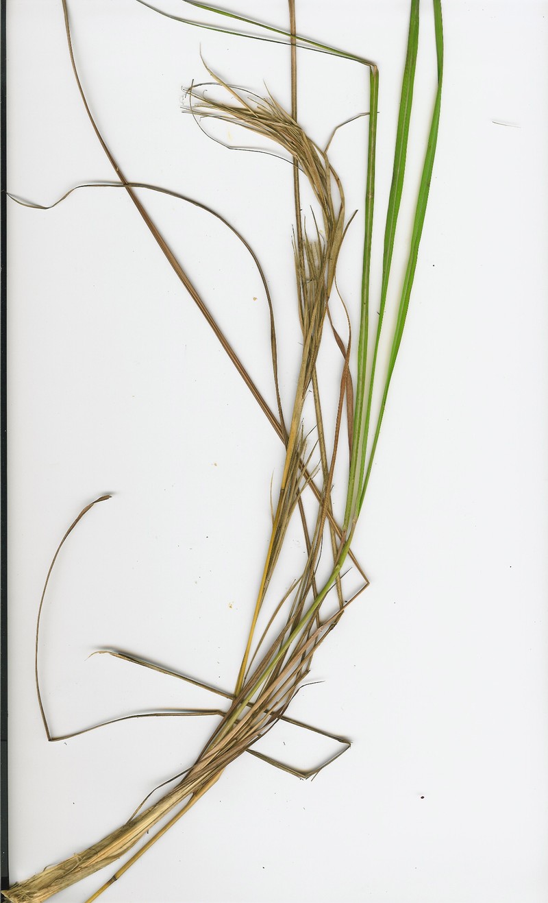 Silky Thatching Grass