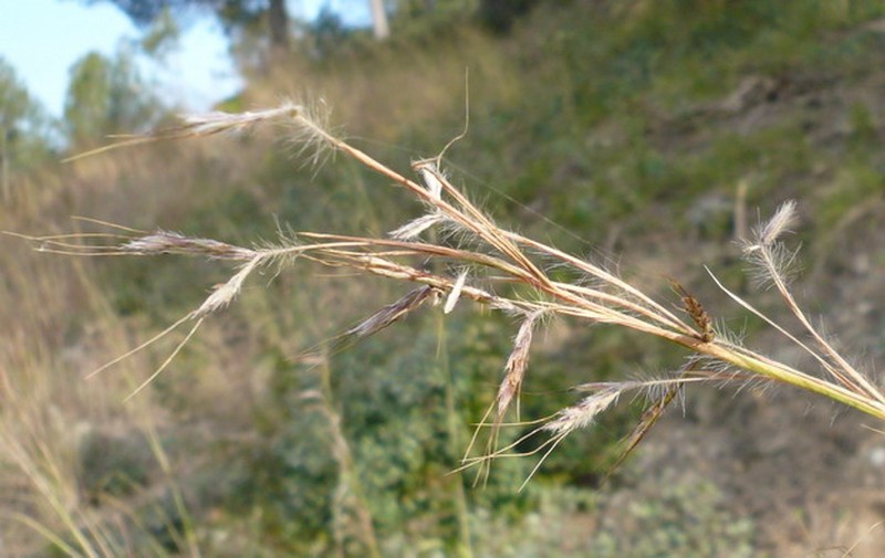 Thatching Grass