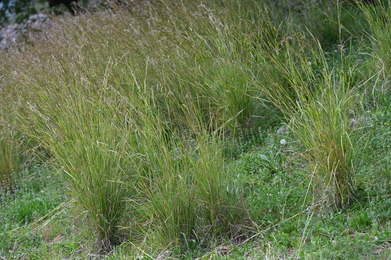 Thatching Grass photo 2