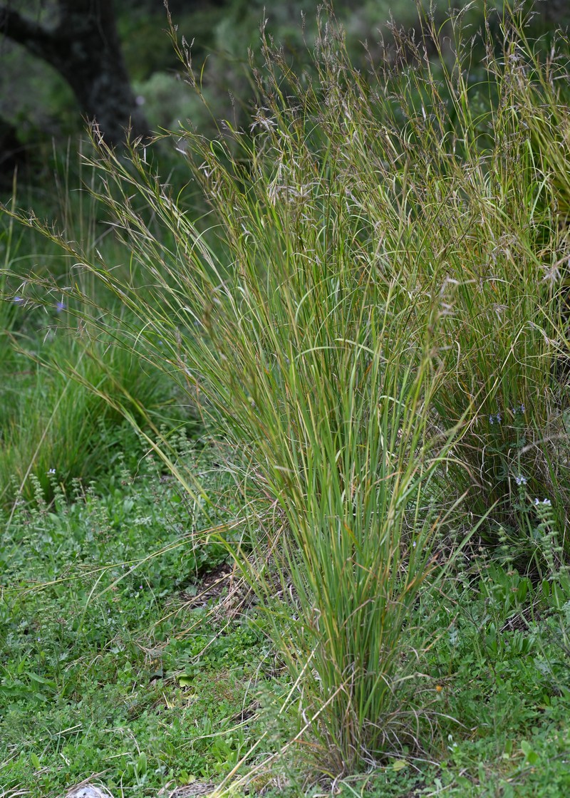 Thatching Grass photo 3