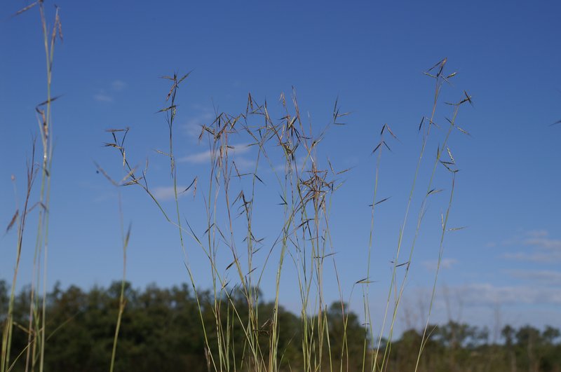 Thatching Grass photo 6