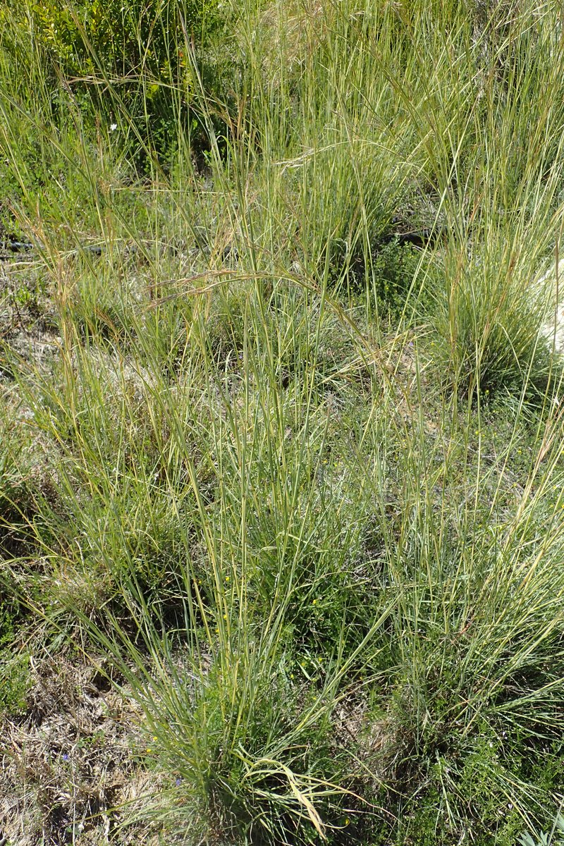 Thatching Grass photo 7