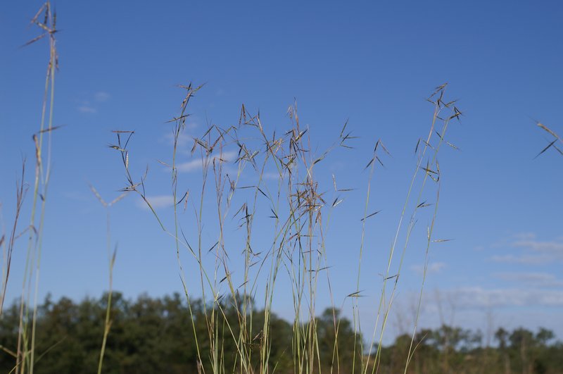 Thatching Grass photo 8